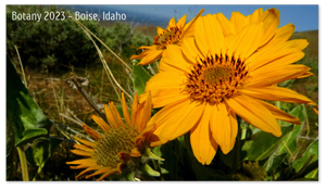 Boise, Idaho Zoom Background 3